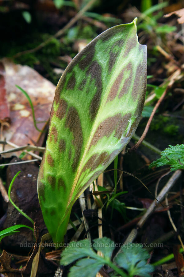 Oregon fawn lily leaf [Mount Talbert Nature Park, Clackamas County, Oregon]