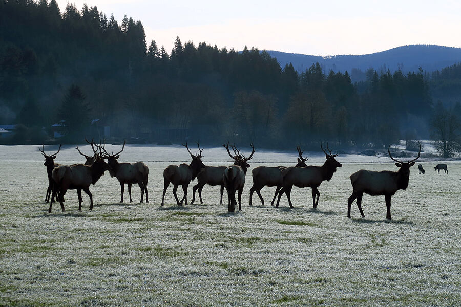 a group of 