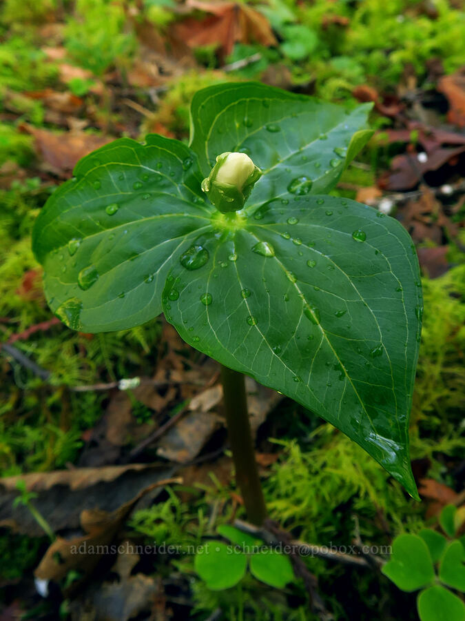 trillium, budding (Trillium ovatum) [Van Duzer Rest Area, Lincoln County, Oregon]