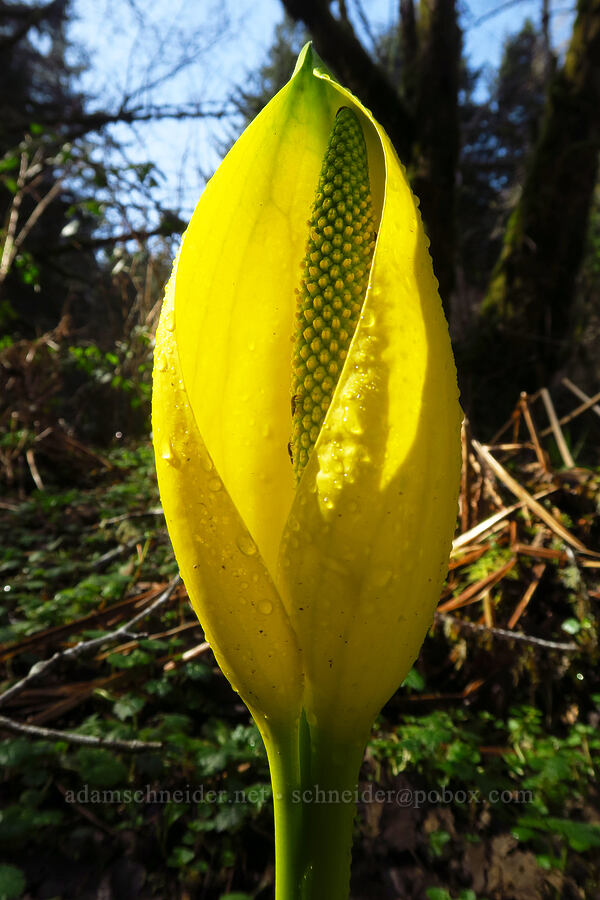 skunk cabbage (Lysichiton americanus) [Van Duzer Rest Area, Lincoln County, Oregon]