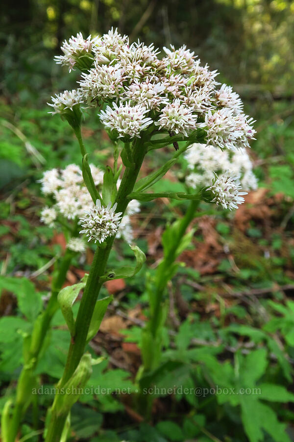 western colt's-foot (Petasites frigidus var. palmatus) [Van Duzer Rest Area, Lincoln County, Oregon]