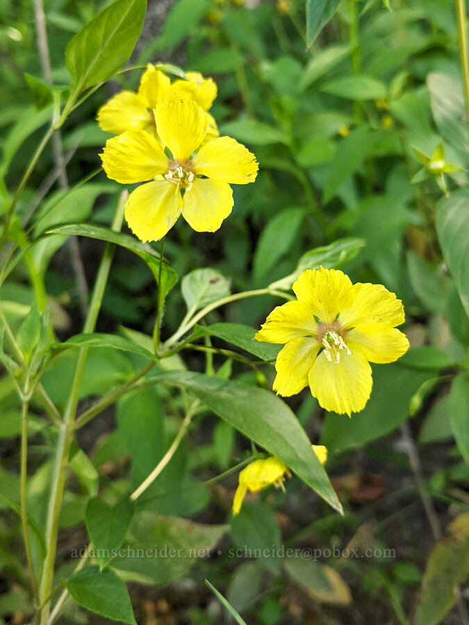 fringed yellow loosestrife (Lysimachia ciliata) [High Water Trail, Rooster Rock State Park, Multnomah County, Oregon]