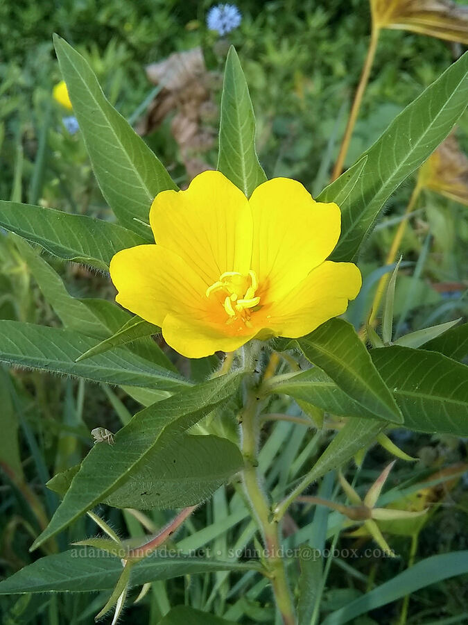 water-primrose (false loosestrife) (Ludwigia hexapetala (Jussiaea uruguayensis)) [Keizer Rapids Park, Keizer, Marion County, Oregon]
