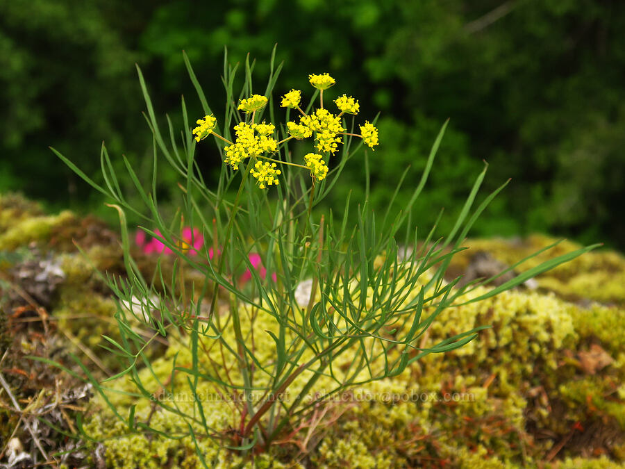 nine-leaf desert parsley (Lomatium triternatum) [Cape Horn Trail, Skamania County, Washington]