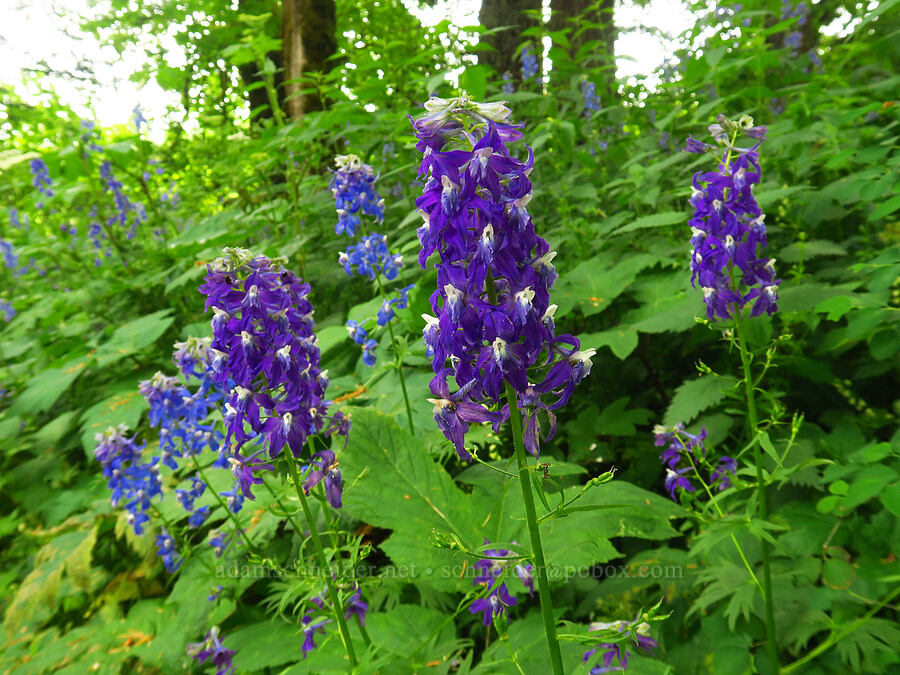 Columbian larkspur (Delphinium trolliifolium) [Cape Horn Trail, Skamania County, Washington]