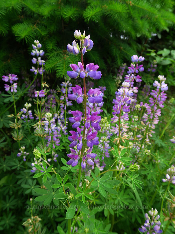 riverbank lupine (Lupinus rivularis) [Cape Horn Trail, Skamania County, Washington]