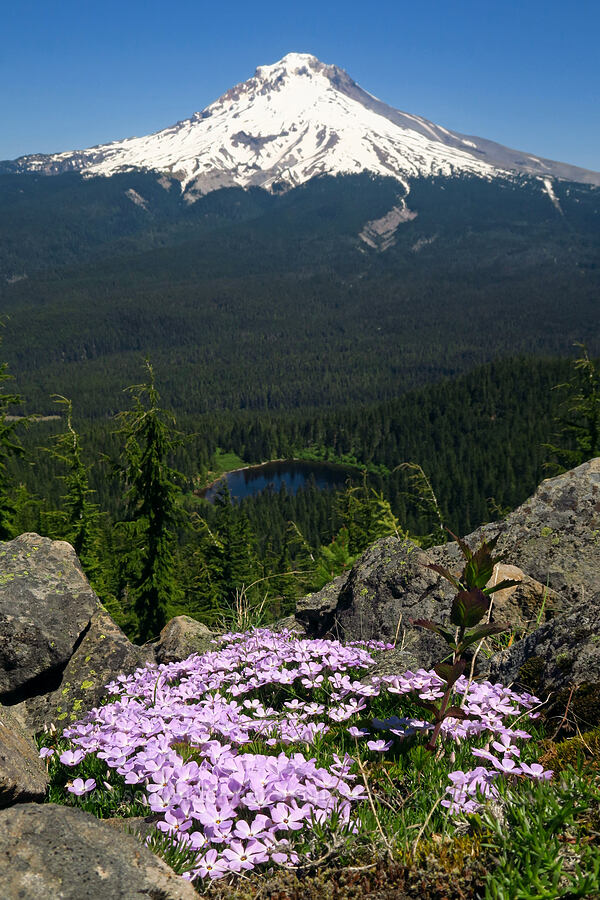 Mount Hood, Mirror Lake, & spreading phlox (Phlox diffusa) [Tom Dick & Harry Mountain, Salmon-Huckleberry Wilderness, Clackamas County, Oregon]