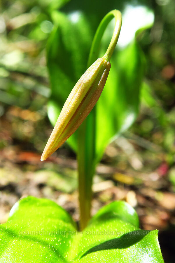 avalanche lily, budding (Erythronium montanum) [Tom Dick & Harry Mountain, Salmon-Huckleberry Wilderness, Clackamas County, Oregon]