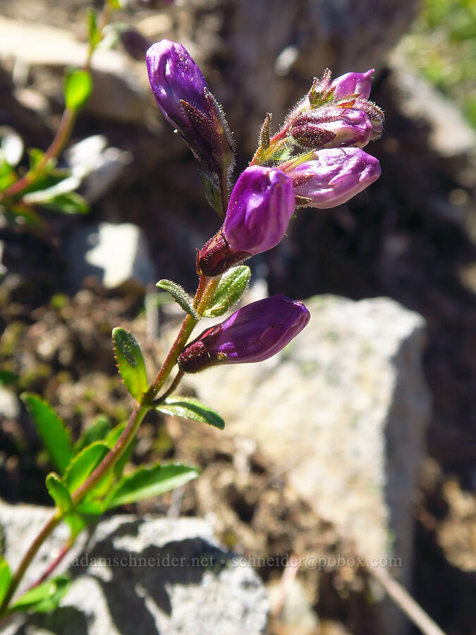 Cardwell's penstemon (Penstemon cardwellii) [Tom Dick & Harry Mountain, Mt. Hood National Forest, Clackamas County, Oregon]