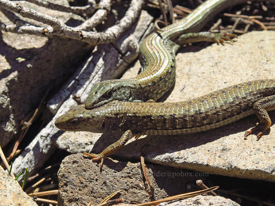 alligator lizard courtship (Elgaria coerulea principis) [Tom Dick & Harry Mountain, Mt. Hood National Forest, Clackamas County, Oregon]
