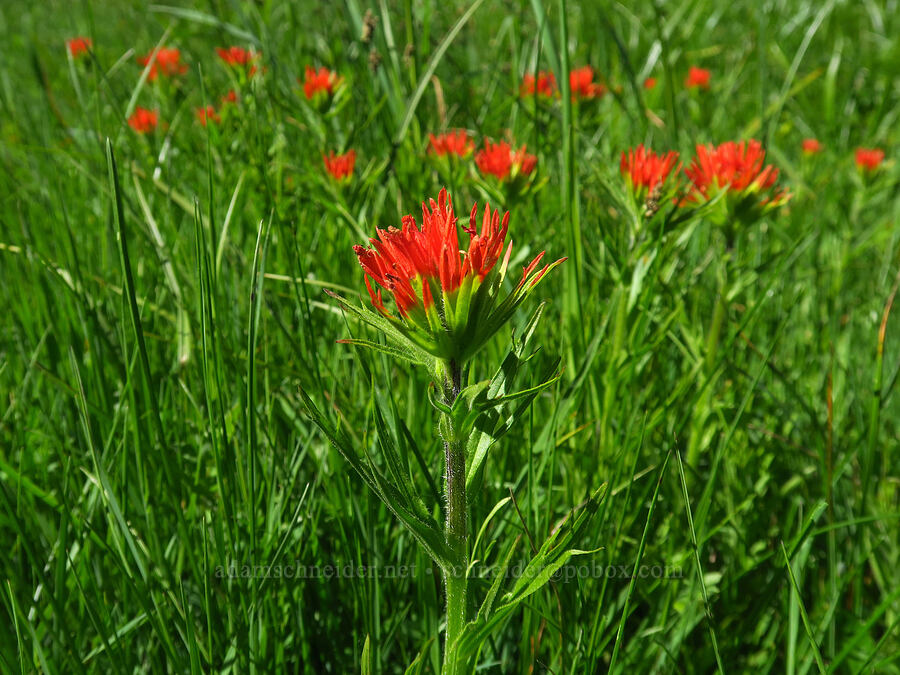 Suksdorf's paintbrush (Castilleja suksdorfii) [Ski Bowl West, Mt. Hood National Forest, Clackamas County, Oregon]