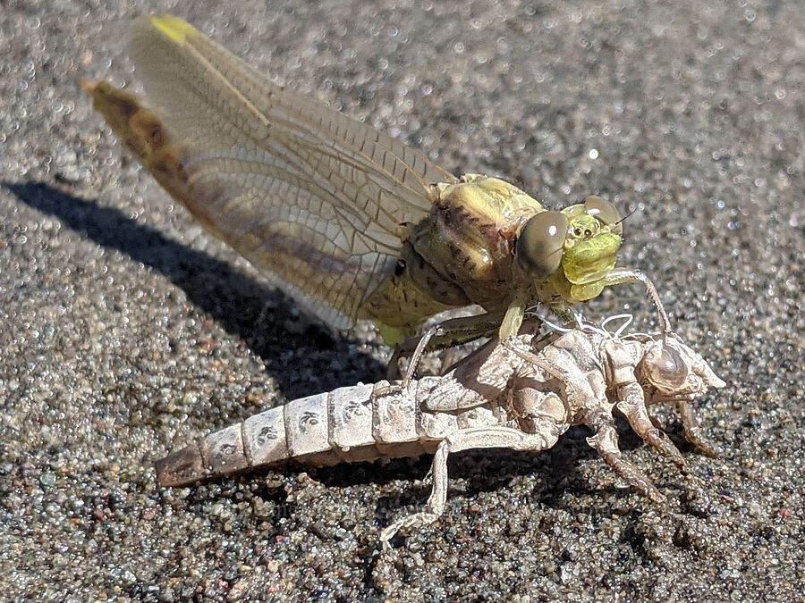 newly emerged olive club-tail dragonfly & its exuvia (Stylurus olivaceus) [Sand Island, Rooster Rock State Park, Multnomah County, Oregon]