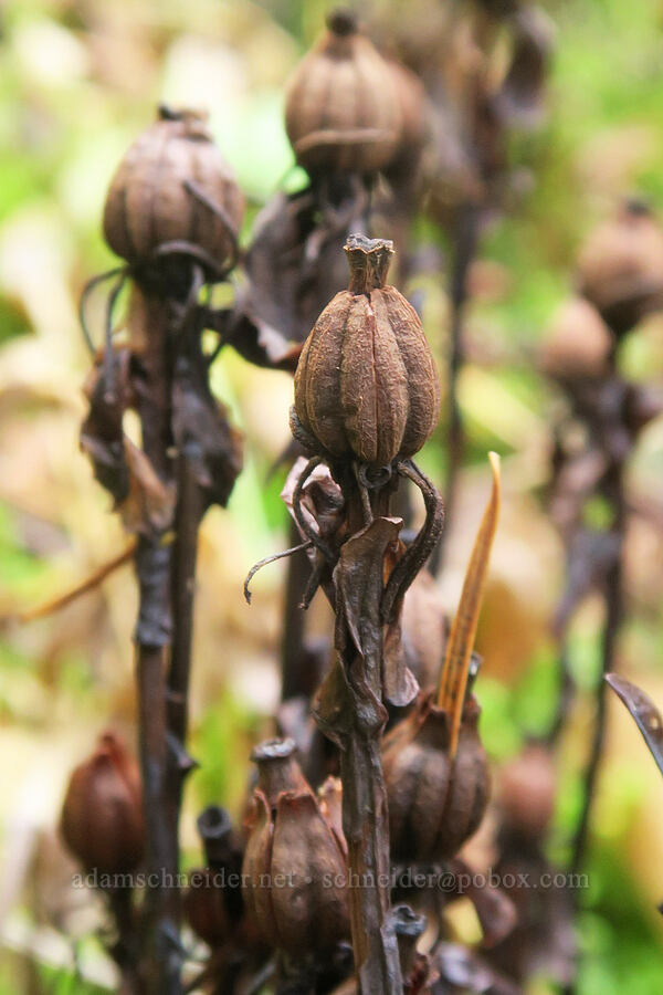 Indian pipe, gone to seed (Monotropa uniflora) [East Hardy Ridge Trail, Beacon Rock State Park, Skamania County, Washington]