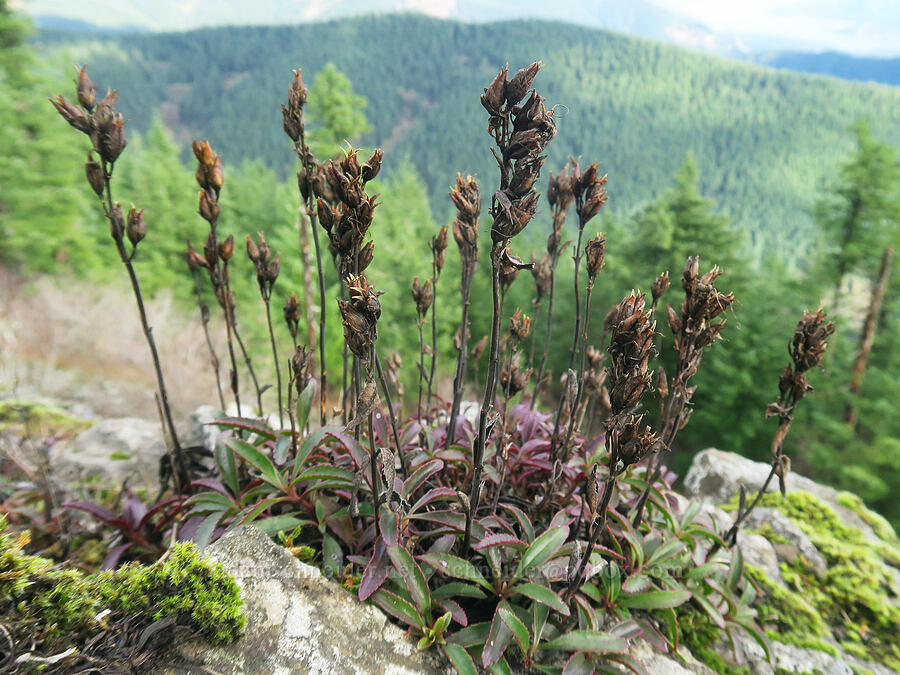 Cardwell's penstemon, gone to seed (Penstemon cardwellii) [Hardy Ridge, Beacon Rock State Park, Skamania County, Washington]