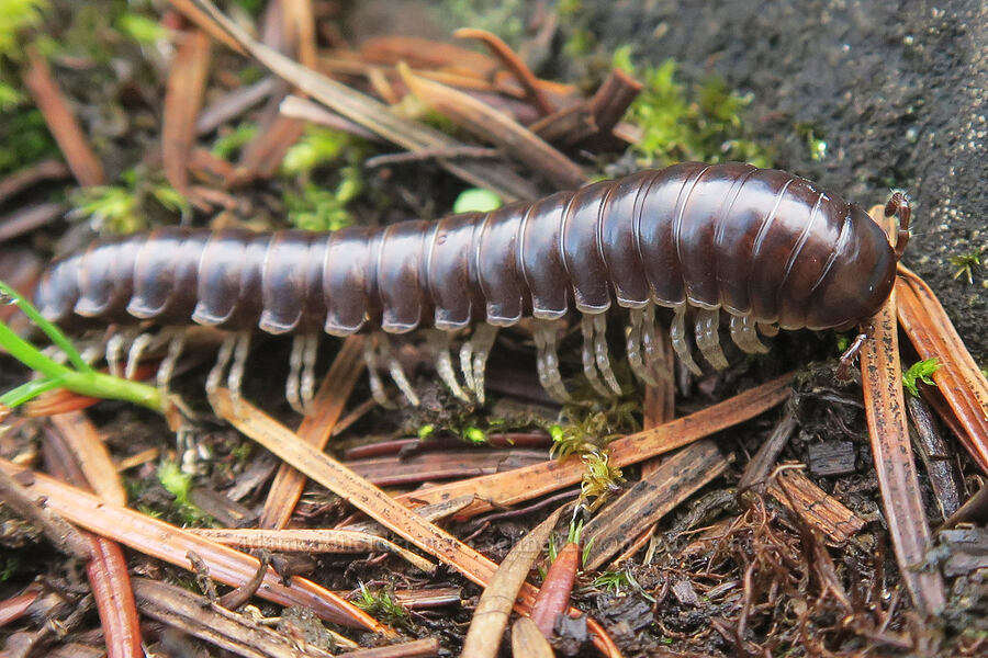 purplish millipede (Thrinaphe hargeri) [Hardy Ridge, Beacon Rock State Park, Skamania County, Washington]