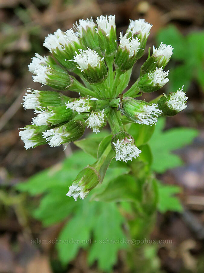 western colt's-foot (Petasites frigidus var. palmatus) [Tryon Creek State Park, Portland, Multnomah County, Oregon]