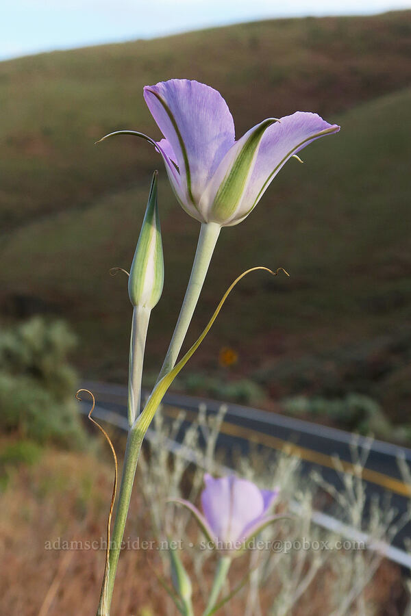 sagebrush mariposa lily (Calochortus macrocarpus) [Cottonwood Canyon, Sherman County, Oregon]