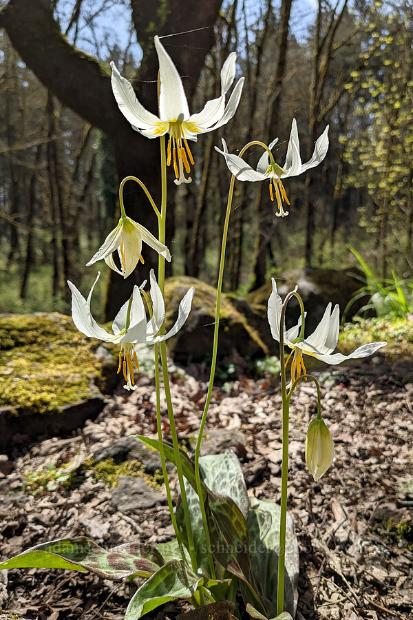 Oregon fawn lilies (Erythronium oregonum) [McCormick Park, St. Helens, Columbia County, Oregon]