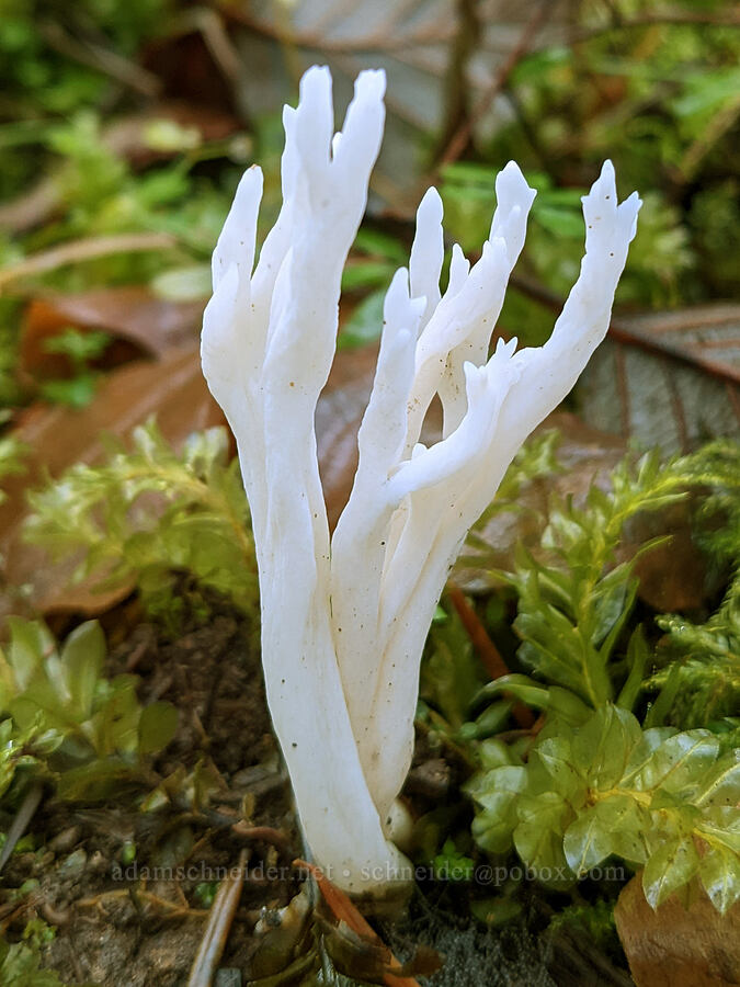 white club fungus (Clavulina sp.) [Hagg Lake, Washington County, Oregon]
