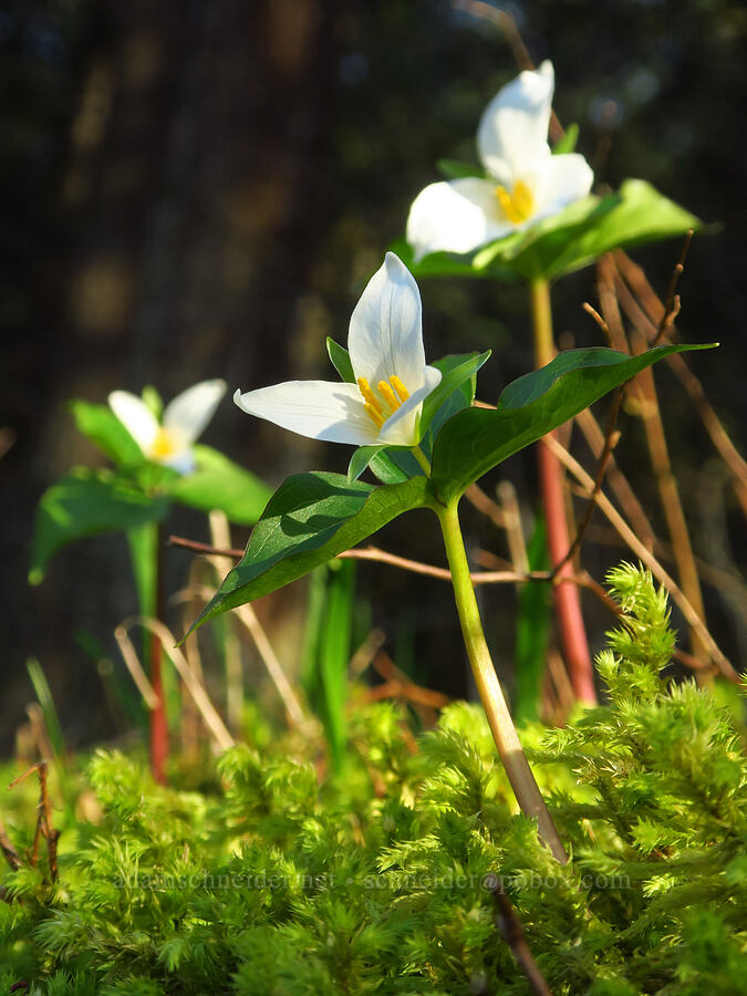 western trilliums (Trillium ovatum) [Historic Columbia River Highway, Multnomah County, Oregon]