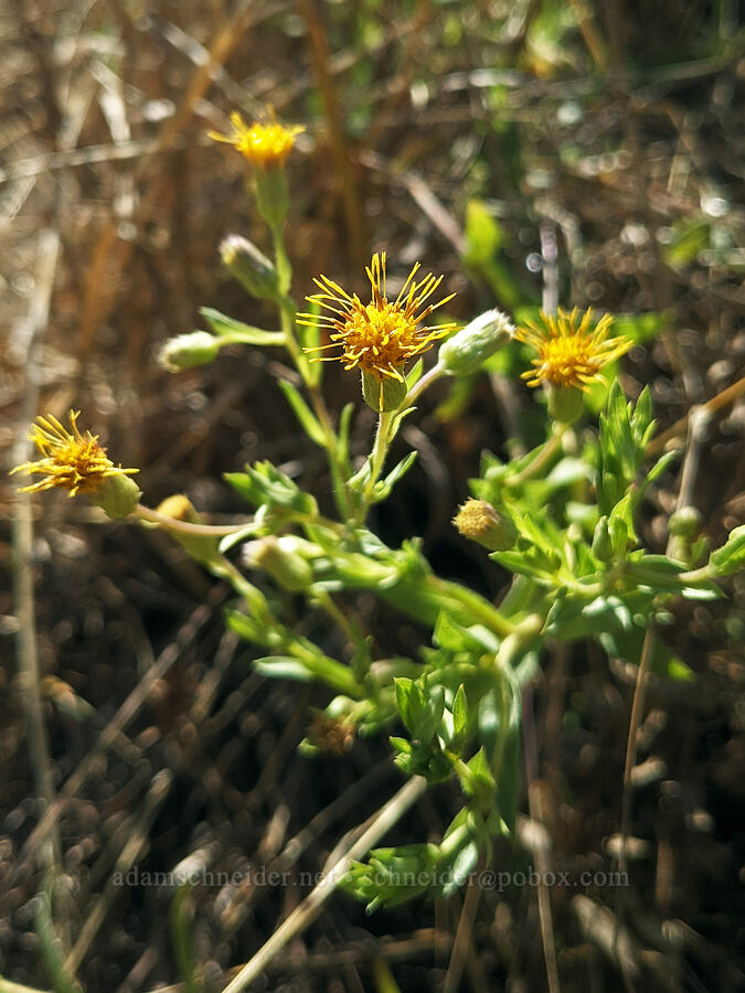 rayless false golden-aster (Heterotheca oregona) [Keizer Rapids Park, Keizer, Marion County, Oregon]