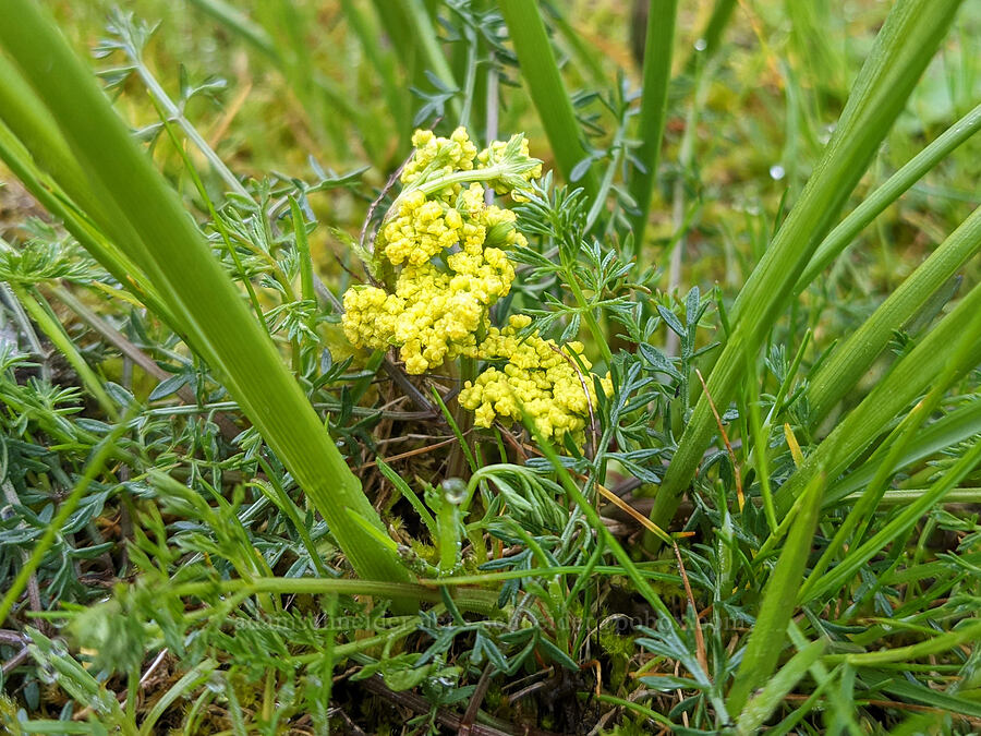 spring-gold desert parsley (Lomatium utriculatum) [McCormick Park, St. Helens, Columbia County, Oregon]