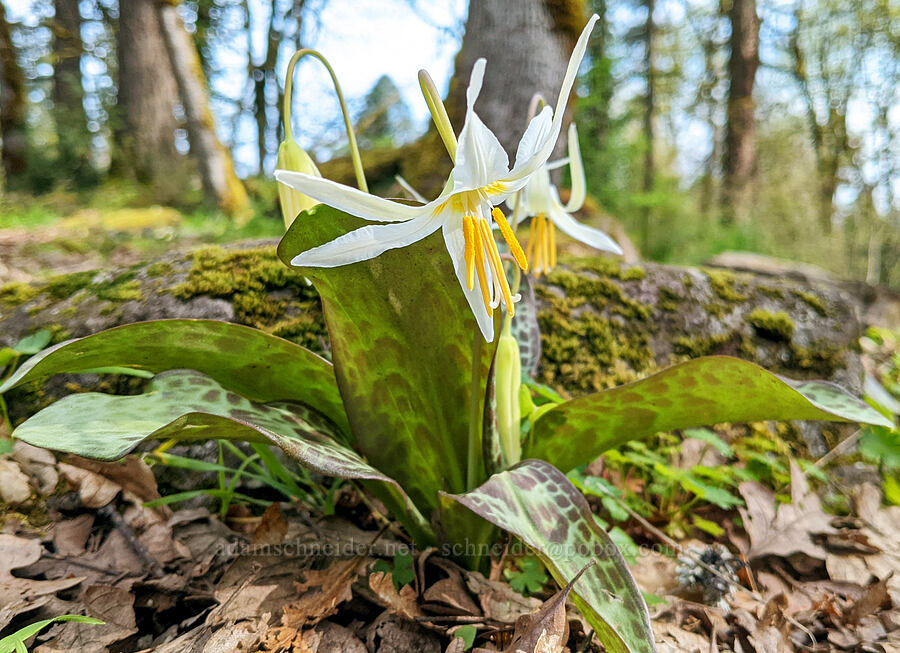 Oregon fawn lilies (Erythronium oregonum) [McCormick Park, St. Helens, Columbia County, Oregon]