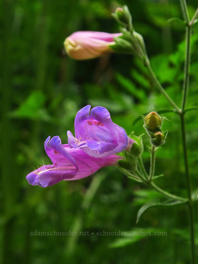 cut-leaf penstemon (Penstemon richardsonii var. richardsonii) [Mt. Defiance Trail, Starvation Creek State Park, Hood River County, Oregon]